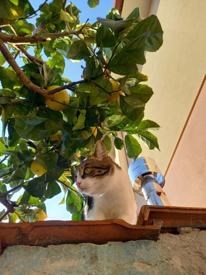 Bilocale Climatizzato A 850M Dalla Spiaggia Casa Katia 马里纳迪马萨 外观 照片